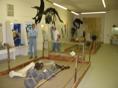 Paleon exhibits